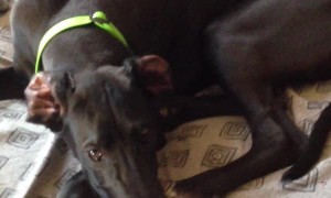 Great Dane Doesn't Want Bed To Be Made