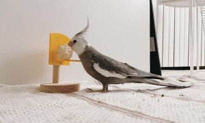 White-Faced Cockatiel Plays Basketball