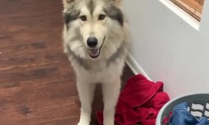 Stubborn wolfdog protests while obeying orders