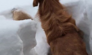 Golden Retriever Brothers Bamboozled by Large Snowfall