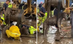 Horse And Pony Rescued After Getting Trapped In Deep Mud