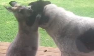 Kangaroo Can't Stop Hugging Dog Best Friend