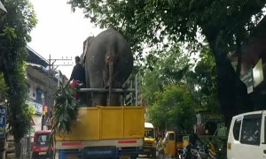 Tuckered Elephant Goes For A Ride