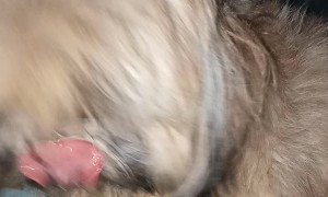 Shi Tzu Has A Dazzling Smile