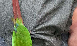 Devoted Bird Puts on Protective Display