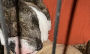Old English Bulldog Makes Funny Sounds in Her Sleep