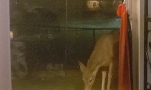 Cute Doe Eats Like a Bird