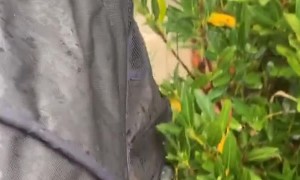 Cat in Stroller Playing with Bushes Regardless of Rain