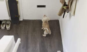 Doggy Bites at Bills