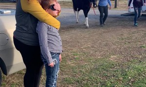 Horse to Help with Healing