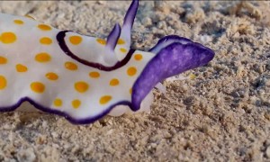 Colorful Sea Slug Filmed Up Close