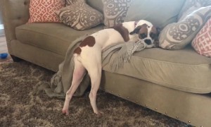 Dog Who's Not Allowed On Couch Figures Out Clever Plan