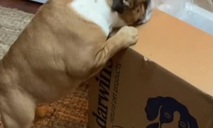 Bulldogs get very excited for food delivery