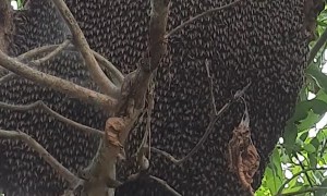 Beautiful Bee Hive Behavior