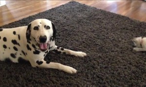 Adorable kitten just wants to play with patient Dalmatian