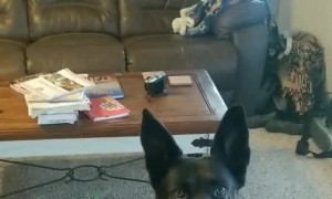 Dog Disagrees With Dad's Vote