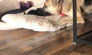 Doggy Is Peeved that New Sibling Steals Bed