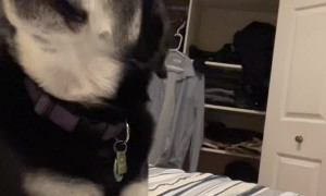 Dog Has Had Enough of the Shenanigans
