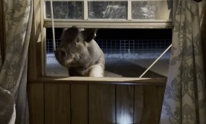 2-Year-Old Julianna Pig Requesting Food Through a Window