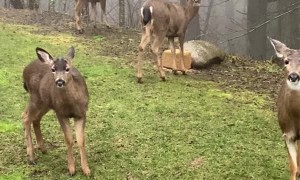 Friendly Neighborhood Deer Love to Loiter