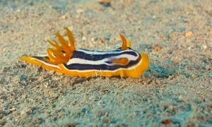 Beautiful Quadricolored Sea Slug