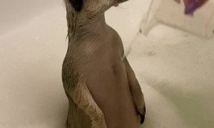 Meerkat Enjoying a Bath