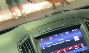 Man Gives Friendly Fox Some Pets