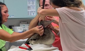 Removing a Fish Hook from a Pelican's Mouth