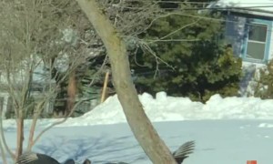 These Birds Are Glitched in the Matrix