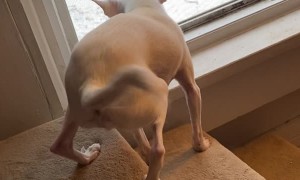 Casper the Chihuahua is Excited About the Snow