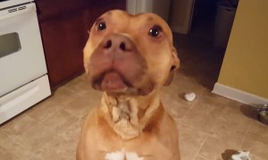 Guilty Dog Doesn't Have A Good 