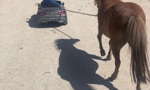 1-Year-Old Pulls Pony Behind Electric Car