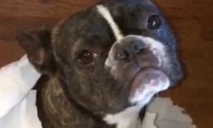 Dog Gets Totally Sold Out By His Best Friend