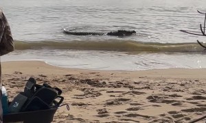 Huge Saltwater Crocodile Snacks on Sharks