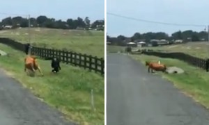 Firefighter gets chased by stray cow
