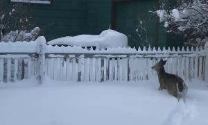 Twin Fawns Frolic Through Thick Snow