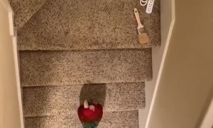 Puppy and Macaw Discuss on Steps