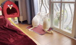 Cat Confused by Sneaky Human