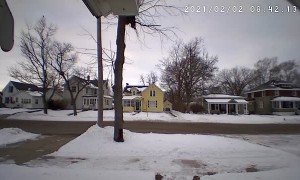 Squirrel Plays Ding Dong Ditch