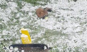 Sweet Fox Plays in the Snow