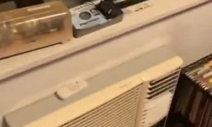 Bears Peering in the Window