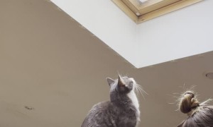 Ninja Cat's Plans Foiled by Window
