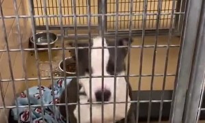 Shelter dog finds out he's going to be adopted