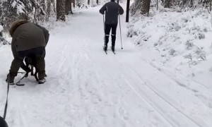 Dog Sled Walk Has a Rough Start