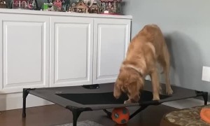 Doggy Squeaks Ball from Trampoline