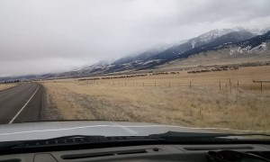 Massive Elk Herd Crosses Road in Paradise Valley