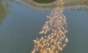 School of Koi Fish Follow Duck