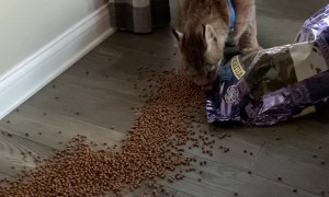 Pet Canadian Lynx Triumphs Over Food Bag