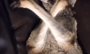 Kangaroo Naps on Couch