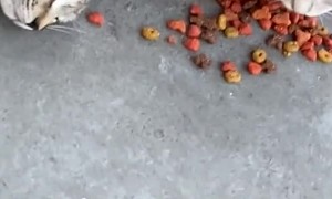 Feral Kitty Doesn't Like to Share Food